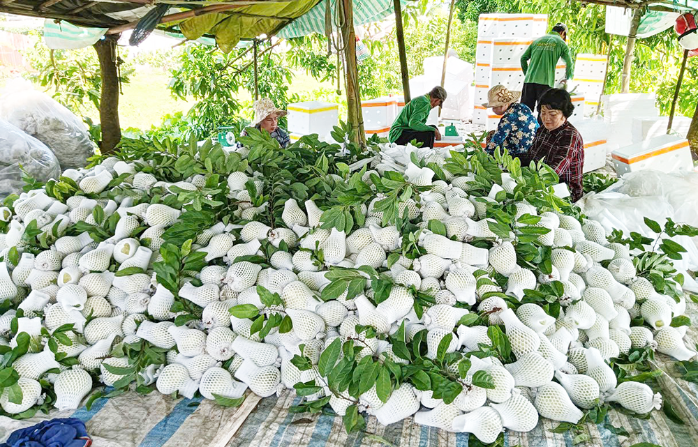 Hội viên, nông dân liên kết, hợp tác sản xuất để phát triển