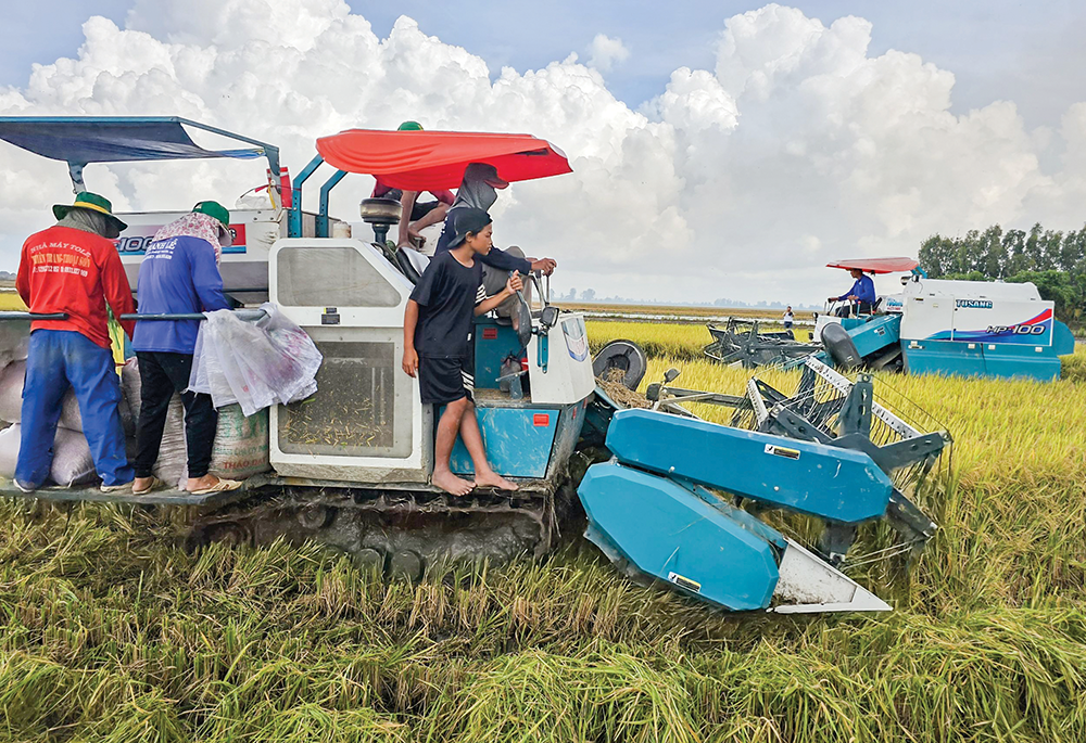 Nỗ lực khơi thông nguồn vốn cho thực hiện Đề án 1 triệu héc-ta lúa