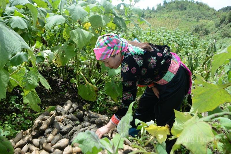 Khoai sâm Sìn Hồ - một trong những nông sản lợi thế của tỉnh Lai Châu.