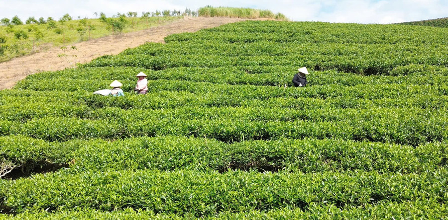 Người dân bản Nong Tàu Thái đang hái chè. z7169806650731-baf9d517ce8cbeead630d0a8cd3dd1b6.jpg