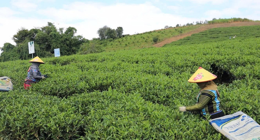 Cây chè đã làm đổi thay cuộc sống của người dân xã Phiêng Cằm.