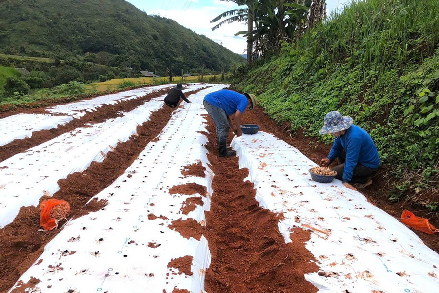 Người dân được hỗ trợ giống, vật tư và kỹ thuật để trồng tỏi Sanuki. toi-na-ngoi-2.jpg