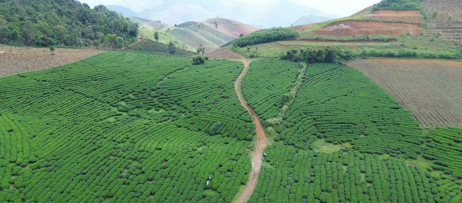 Trên địa bàn xã Phiêng Cằm có gần 30ha chè. z7169806629776-178080f479d80950ac63de0d5d190260.jpg