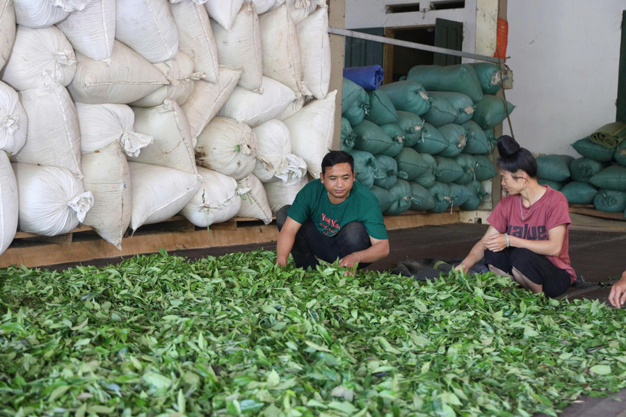 Nhờ trồng chè, cuộc sống của người dân đã có thu nhập cao. z7169747247221-ce12e5c63b8fb2b23e92f94267cd76b8.jpg