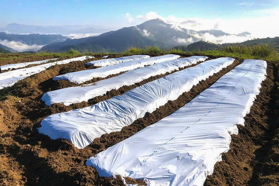 Ruộng tỏi trên xã biên giới Na Ngoi. toi-na-ngoi-1.jpg