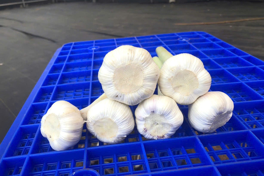 Tỏi Sanuki có củ to và giàu dưỡng chất. toi-na-ngoi-4-7838.jpg