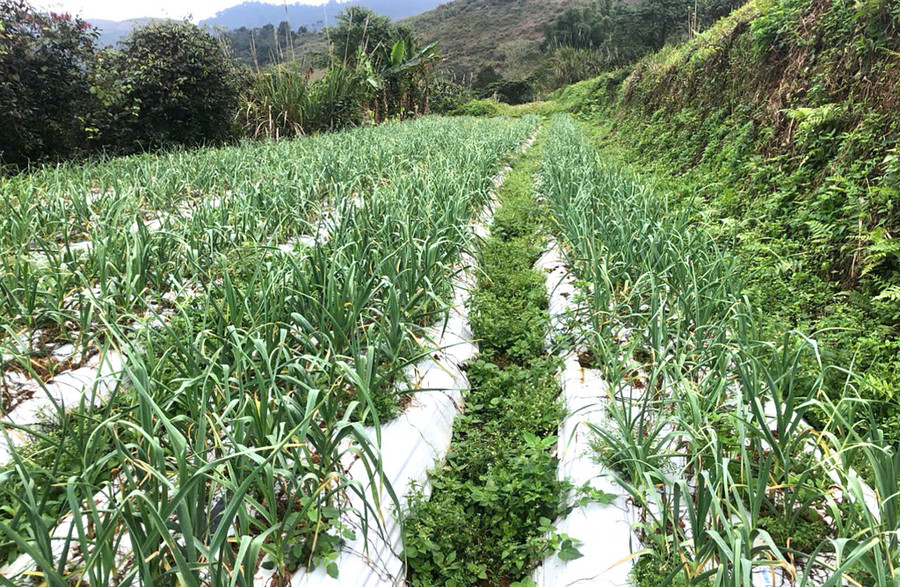 Ruộng tỏi Sanuki ở xã Na Ngoi, Nghệ An. (Ảnh: CSCC)