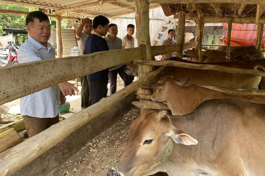 Người dân xã Chiềng Sai nuôi bò nhốt chuồng đem lại thu nhập cao.