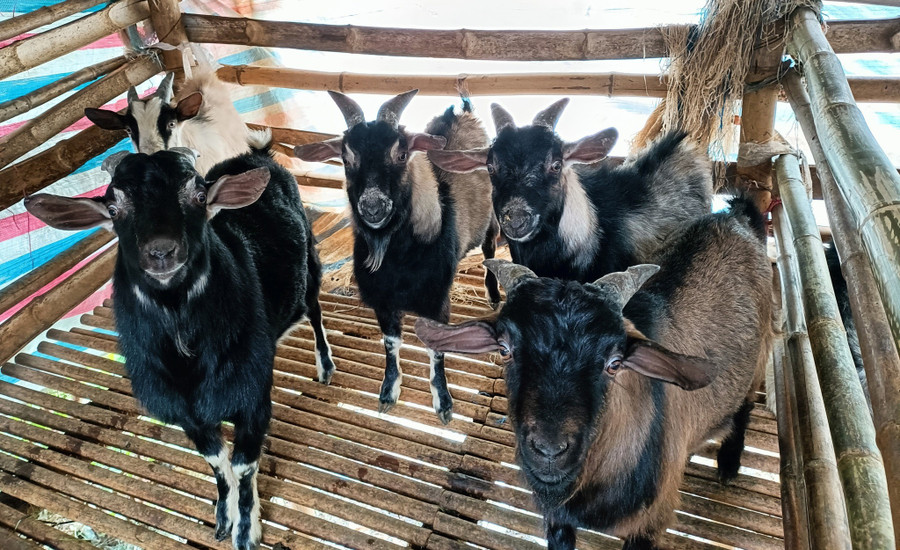 Mô hình chăn nuôi dê phát triển kinh tế đã giúp nhiều hộ dân ở xã Mường Sại thoát nghèo. 574571169-24768305006144477-8534305991469008549-n.jpg