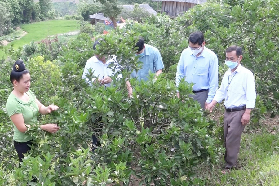 Lãnh đạo xã Mường Sại hướng dẫn chị Thương kỹ thuật chăm sóc cây trồng. doi-thay-tren-vung-dat-kho-muong-sai-150609-603-075536.jpg