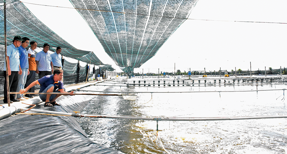 Vùng nuôi tôm công nghiệp ven đê biển xã Lai Hòa còn nhiều tiềm năng phát triển