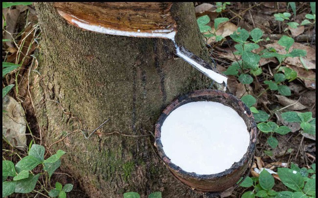 Giá cao su hôm nay 5/11 Thị trường châu Á trầm lắng nhu cầu Trung Quốc suy yếu