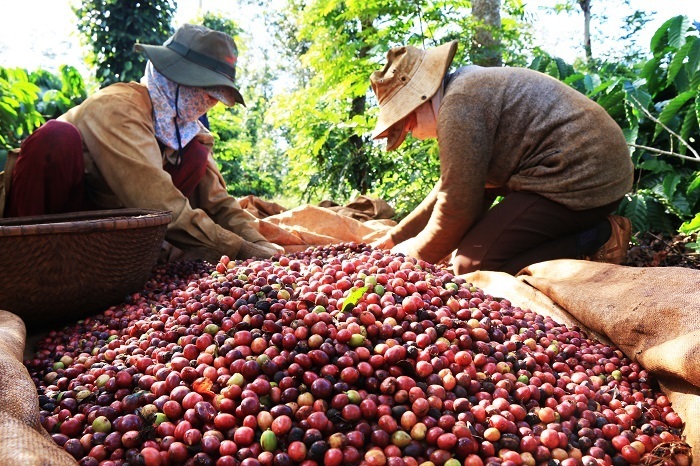 Giá cà phê Arabica tăng hơn 2% lên mức 9.118 USD/tấn - tiến sát mức cao nhất hồi giữa tháng 10. Ảnh minh hoạ