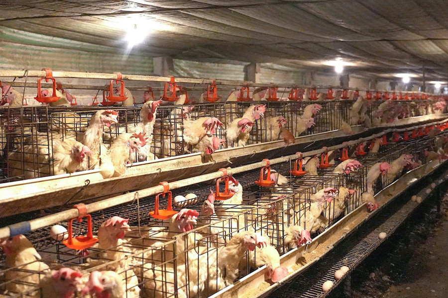 Mỗi năm trại gà của ông sơn xuất bán gần 4 triệu quả trứng. c2391e0e0a6f8631df7e.jpg