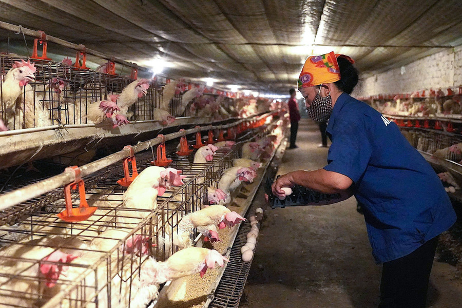 Trang trại gà của ông Trần Xuân Sơn. (Ảnh: Phạm Tâm)