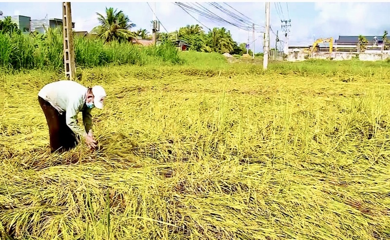 Hàng trăm ha lúa bị ngập sâu, tiến độ thu hoạch chậm, nguy cơ thua lỗ vụ mùa.