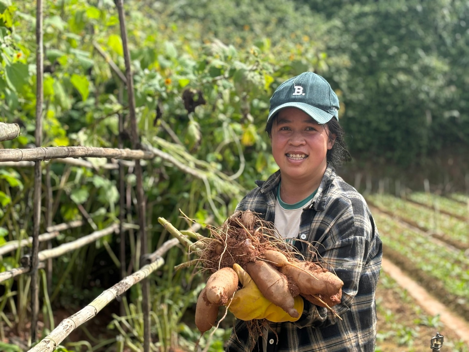 Chị Thuỳ Linh và gốc khoai sâm