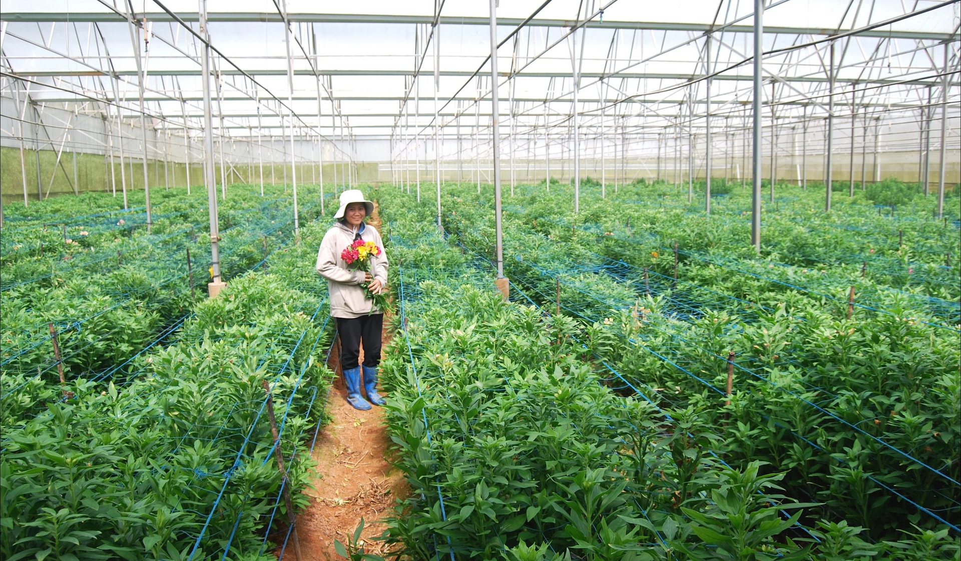 Tại Trang trại Langbiang trên độ cao 1.500mso với mặt nước biển, hoa thủy tiên Hà Lan sinh trưởng và thu hoạch năm thứ 5 đạt giá trị kinh tế khá cao