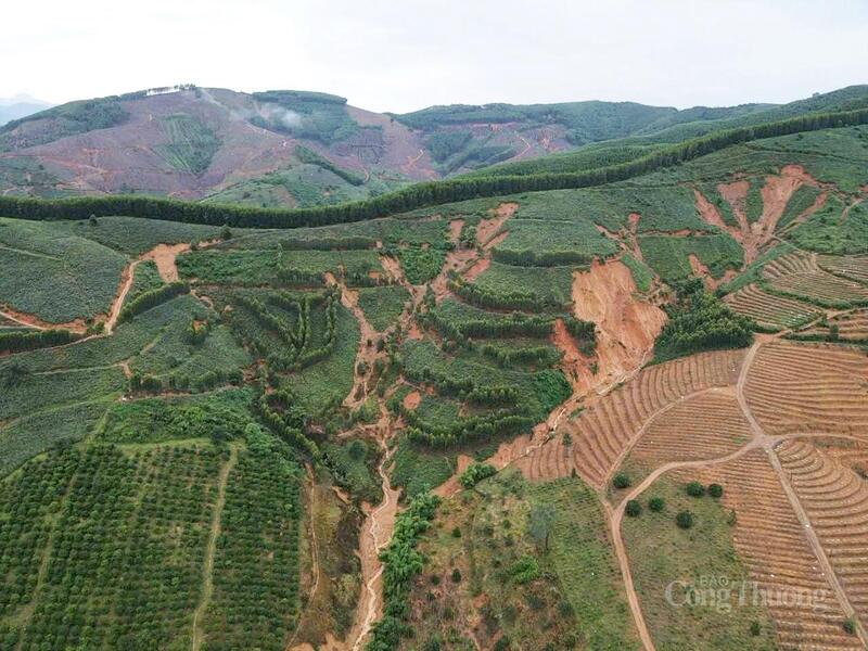 Hơn 1.000 ha trồng dứa của người dân ở xã Yang Mao nguy cơ bị "xóa sổ"