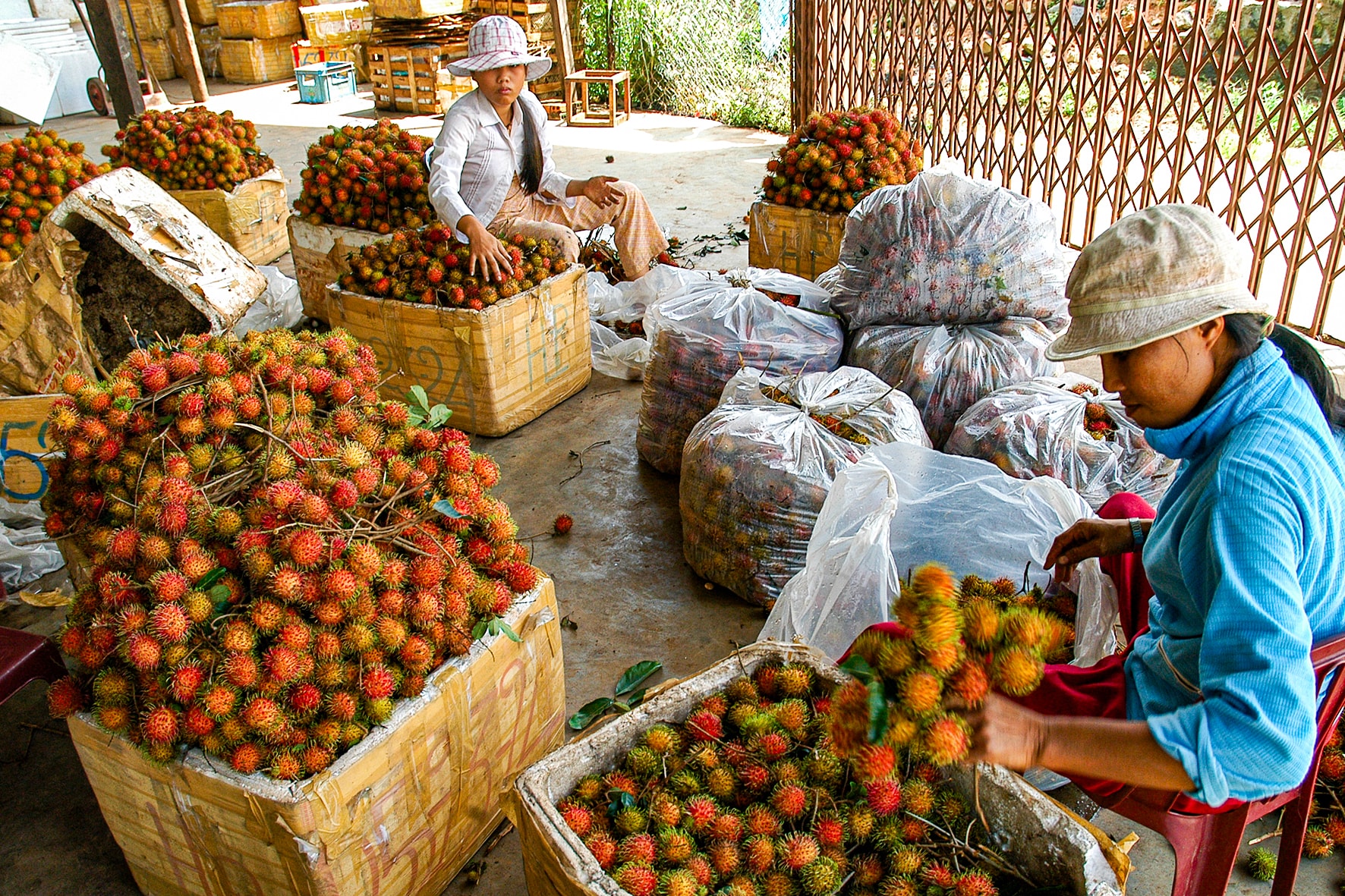 Thu hạch chôm chôm ở Rô Mô, Xã Nam Thành (ảnh N. Lân)