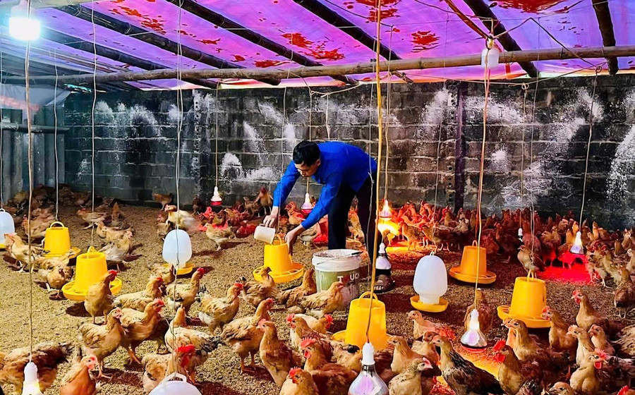 Mô hình nuôi gà vàng và gà đen của anh Đinh Xuân Nam, xã Vị Xuyên mang lại thu nhập trên 200 triệu đồng/năm. (Ảnh Khánh Huyền) 1000044461.jpg