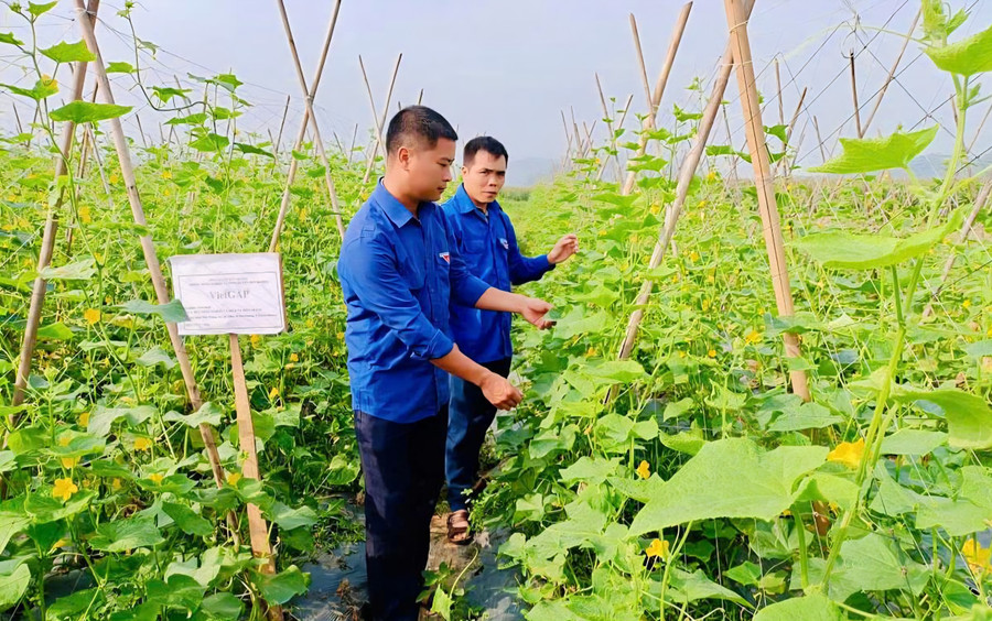 Mô hình trồng rau, củ, quả của đoàn viên Bùi Trường Linh và Nguyễn Văn Công, xã Bình Ca cho thu nhập trên 270 triệu đồng/năm. (Ảnh Khánh Huyền)