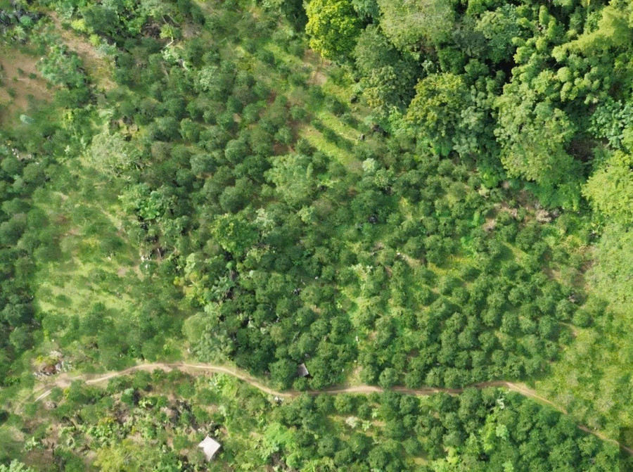 Vẻ đẹp vườn cam mang giá trị kinh tế cao của anh Hà. 1000043277.jpg