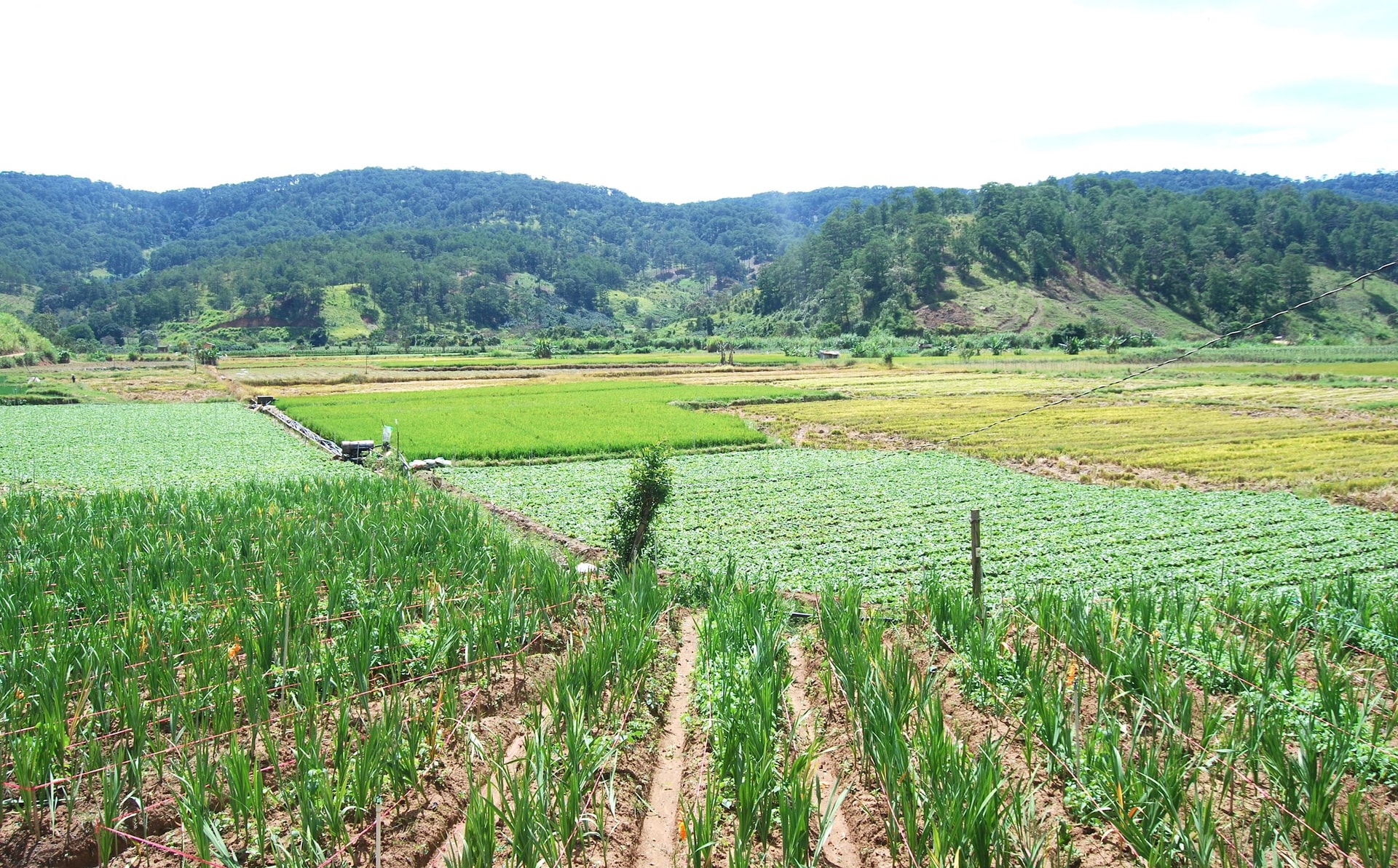 Khu vực Dự án hồ chứa nước Ta Hoét, xã Hiệp Thạnh, tỉnh Lâm Đồng phục vụ tưới tiêu 2.600 ha sản xuất nông nghiệp và cấp nước sinh hoạt cho gần 65.000 hộ dân địa phương (1)