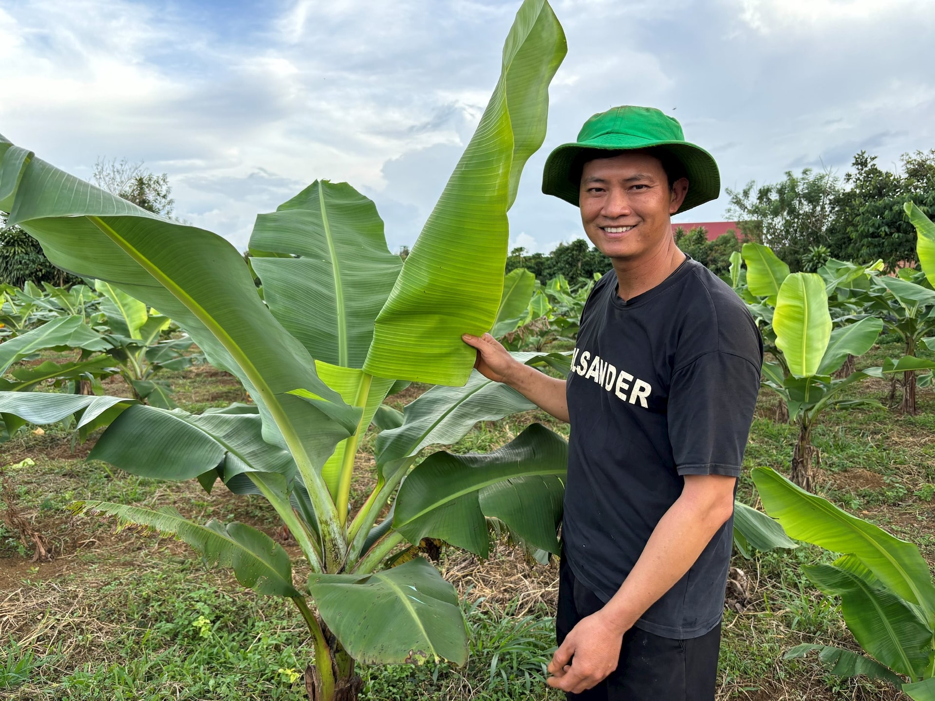 Giám đốc Đào Khắc Tuấn bên vườn chuối già Nam Mỹ