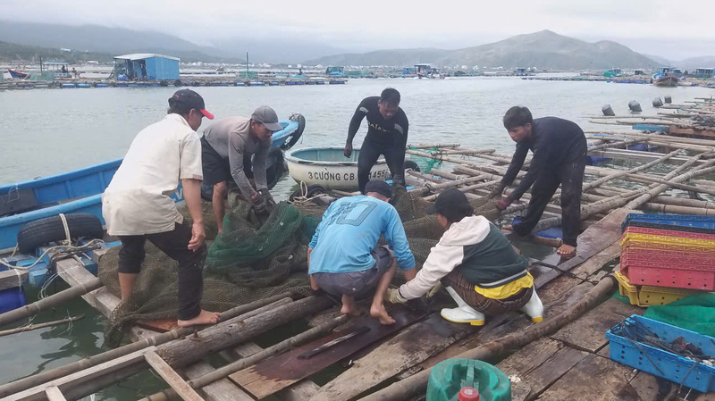 Ngư dân ở phường Sông Cầu vệ sinh lại lồng nuôi tôm.