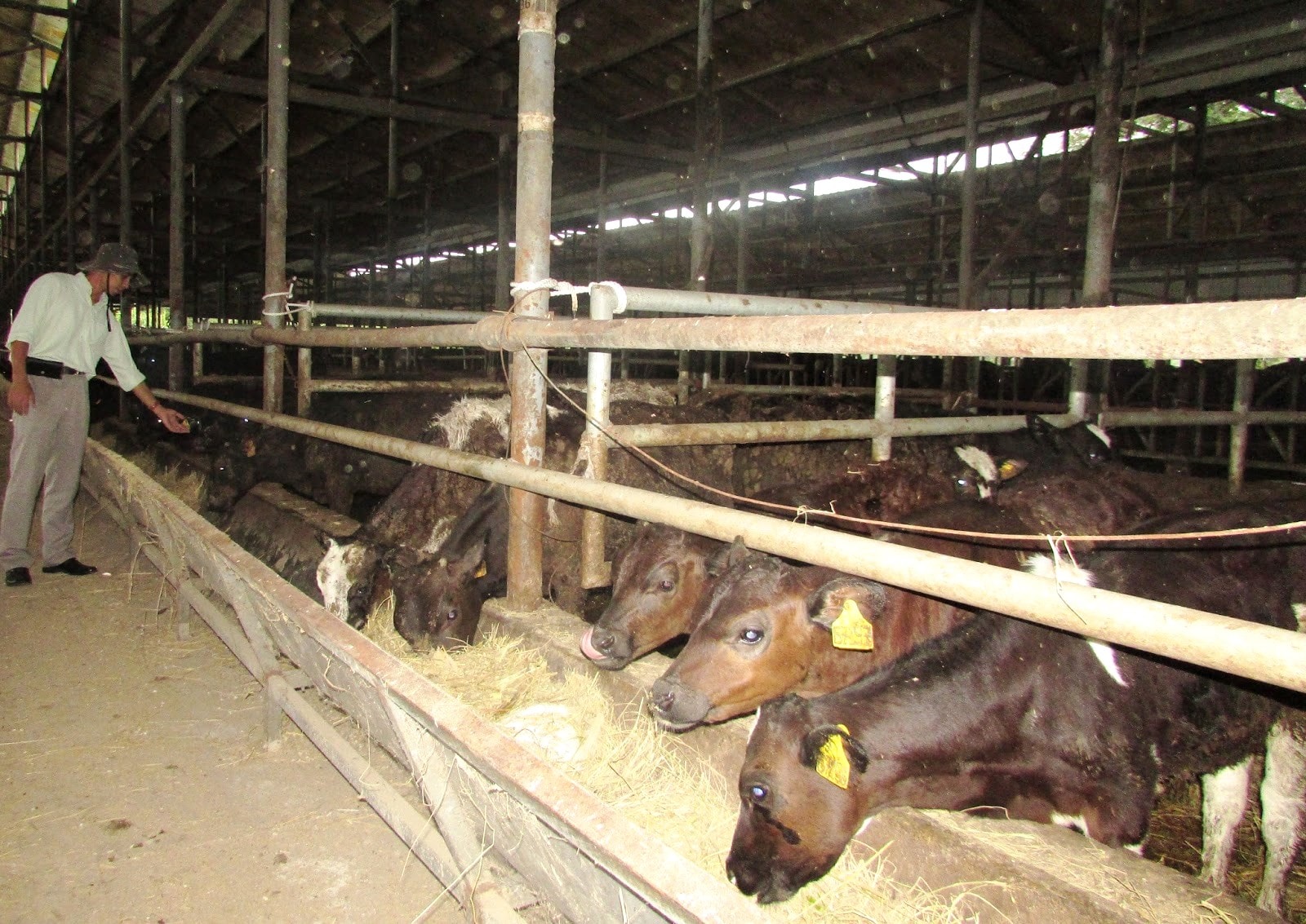 Đến năm 2030, toàn tỉnh Lâm Đồng đạt tỷ lệ hơn 90% tổng đàn gia súc không nhiễm bệnh lở mồm long móng