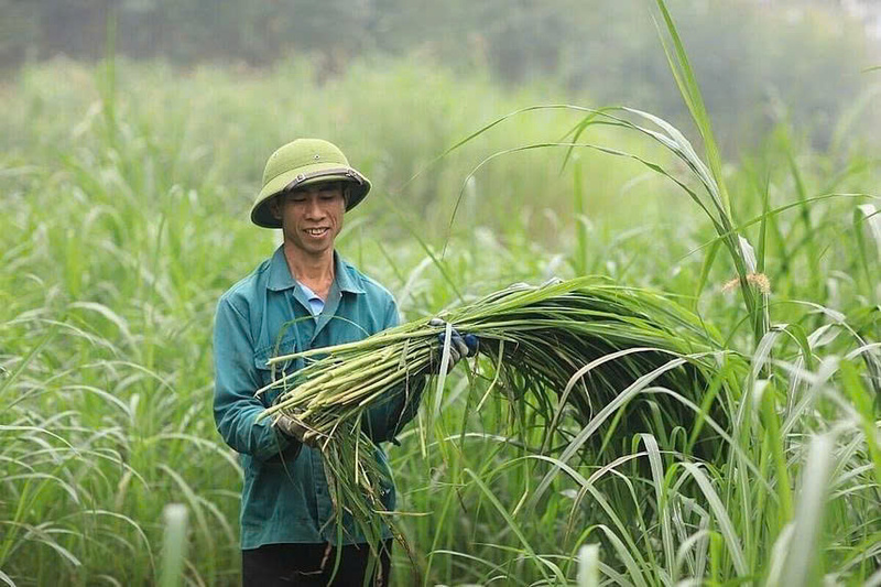 Đồng bào DTTS có thu nhập ổn định từ việc trồng sả để chiết xuất tinh dầu