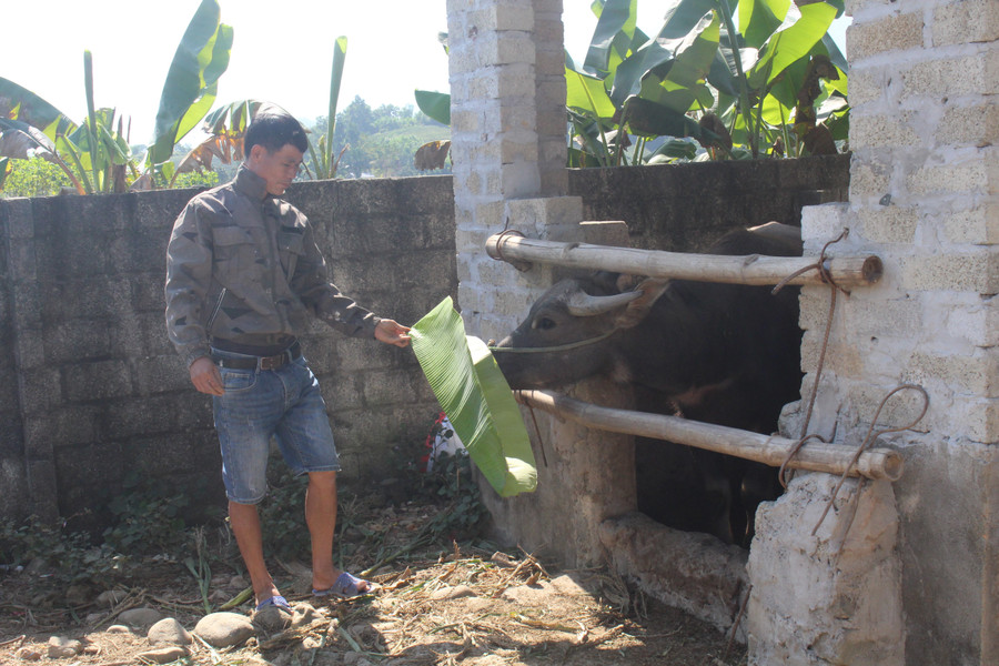 Anh Triệu Văn Luận chăm sóc trâu được hỗ trợ. img-7744.jpg