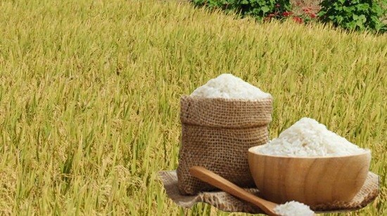 Giá lúa gạo hôm nay ngày 27/11