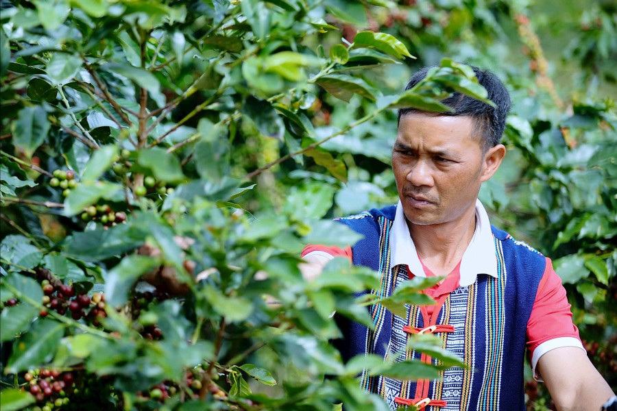 Anh Liêng Jrang Ha Hoang thu hoạch vụ cà phê năm 2025.