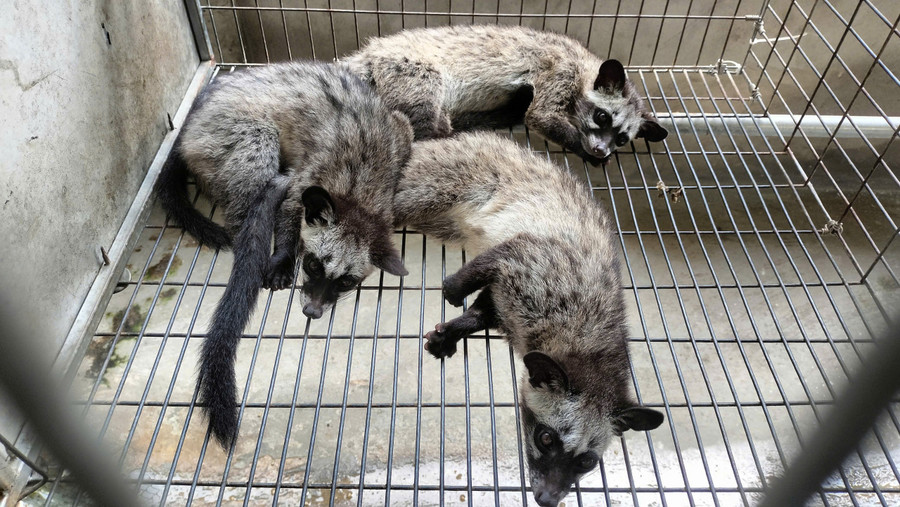 Những con chồn hương sinh sản đã mang lại hàng trăm triệu đồng mỗi năm cho anh thợ sửa xe ở Vĩnh Long.