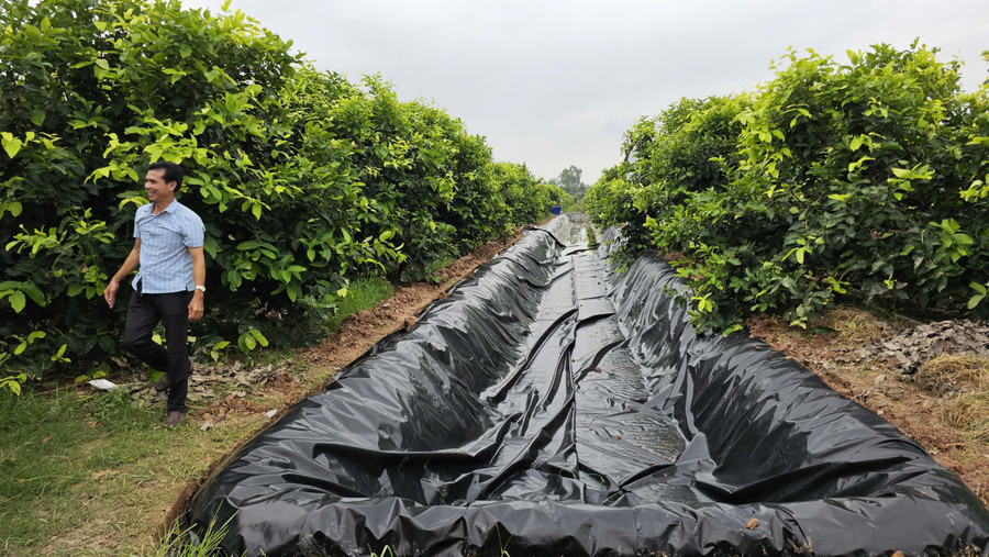 Áp dụng khoa học công nghệ vào nông nghiệp bài bản, ông Phục đã nâng tầm vườn cây ăn trái của mình lên một tầm cao khác. z7276838350414-fe569ec0dbfc9cbfb58f1bd1e3fd36cc.jpg