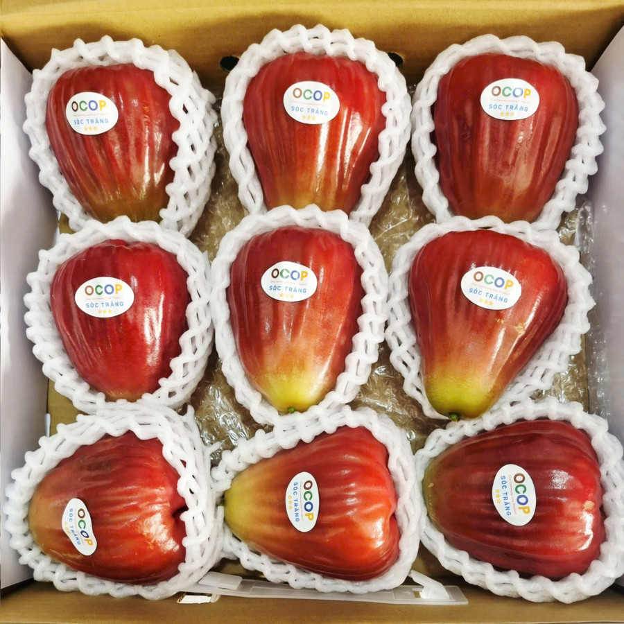 Những trái mận đạt chất lượng để xuất khẩu. z7276837854414-44fb164bfd7e898fc48c64a7beb73d7d.jpg