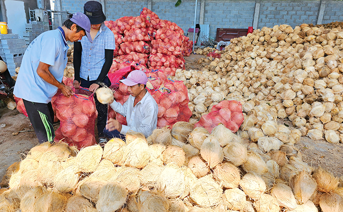 Giá trái dừa khô giảm