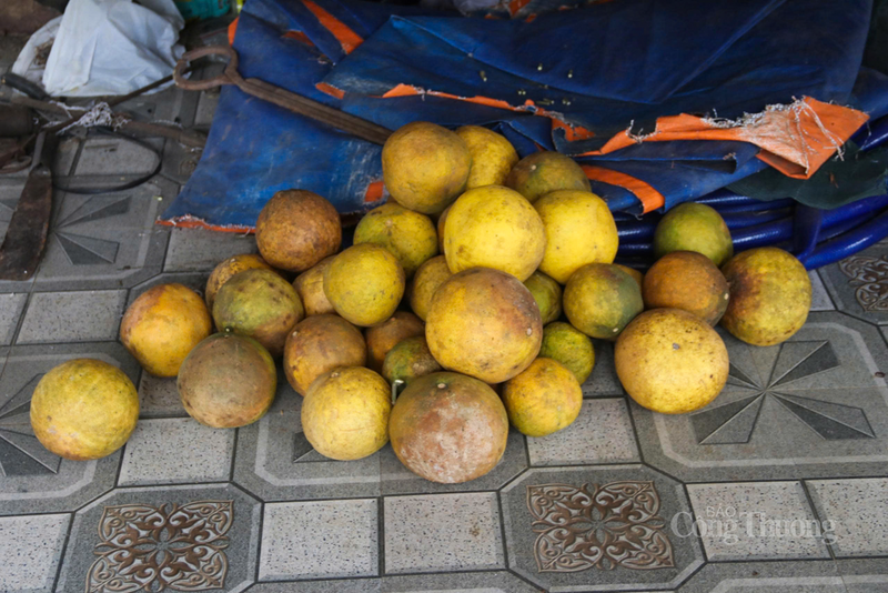 Mưa bão không chỉ làm hư hại quả, mà còn khiến chất lượng quả giảm. Trái không đồng đều về kích thước, tép bưởi khô, xơ, không mọng nước,… Vì vậy, giá thu mua chỉ đạt từ 5.000 – 7.000 đồng/quả (năm trước 10.000 - 15.000 đồng/quả), thu nhập của người dân càng giảm sâu.