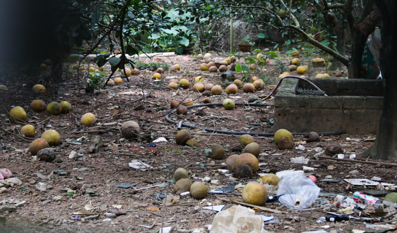 Hàng chục hecta bưởi Diễn rụng quả, nông dân Hà Tĩnh lo mất Tết - 8