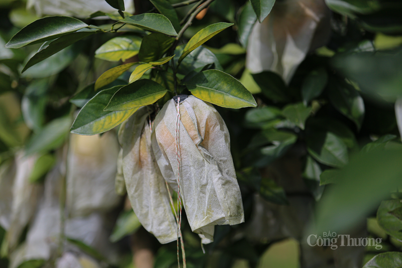 Cam được người dân bọc cẩn thận tránh côn trùng phá hoại.