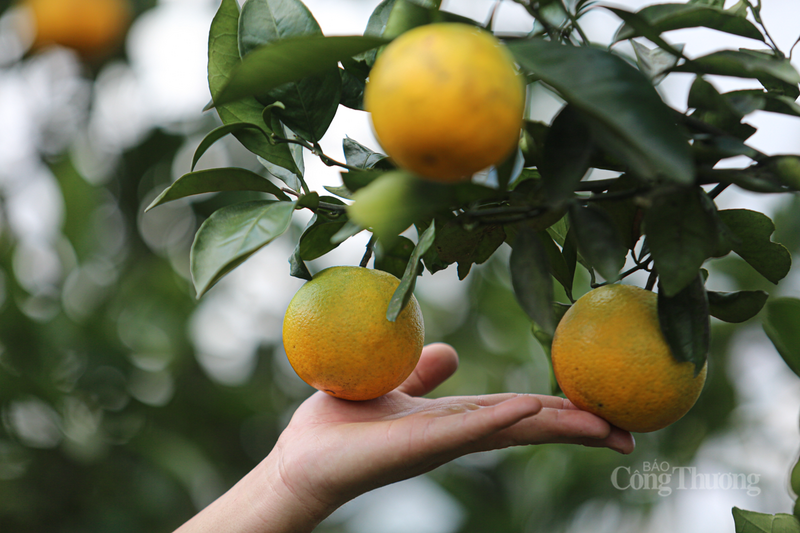 Cam Khe Mây có hương vị thơm ngon đặc trưng, mang lại giá trị kinh tế cao.