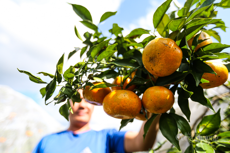 Những ngày đầu tháng 12, xã Hương Đô, Hà Tĩnh đang vào chính vụ thu hoạch cam Khe Mây.