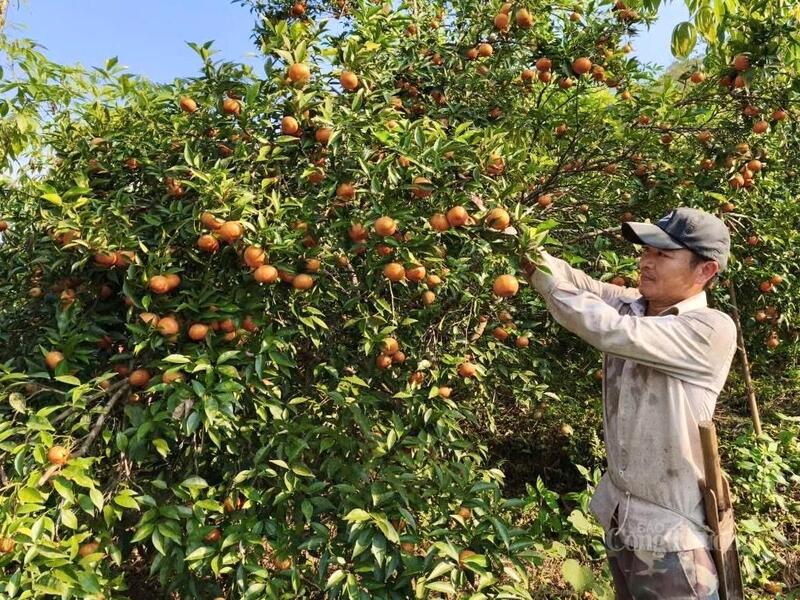 Cây cam đã giúp gia đình anh Đinh Công Hải từng bước vươn lên thoát nghèo.