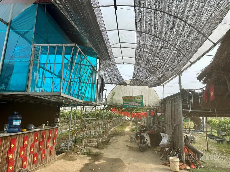 Mô hình nho đã trở thành điểm check-in mới tại xã Sông Lô, tỉnh Phú Thọ.