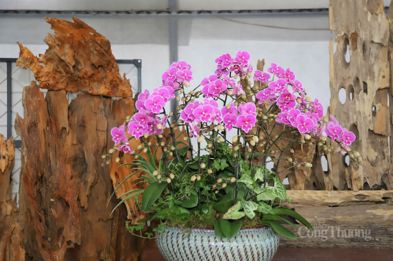 Màu sắc tươi tắn của hoa hứa hẹn một vụ mùa tràn đầy sắc xuân, đáp ứng nhu cầu của khách hàng.