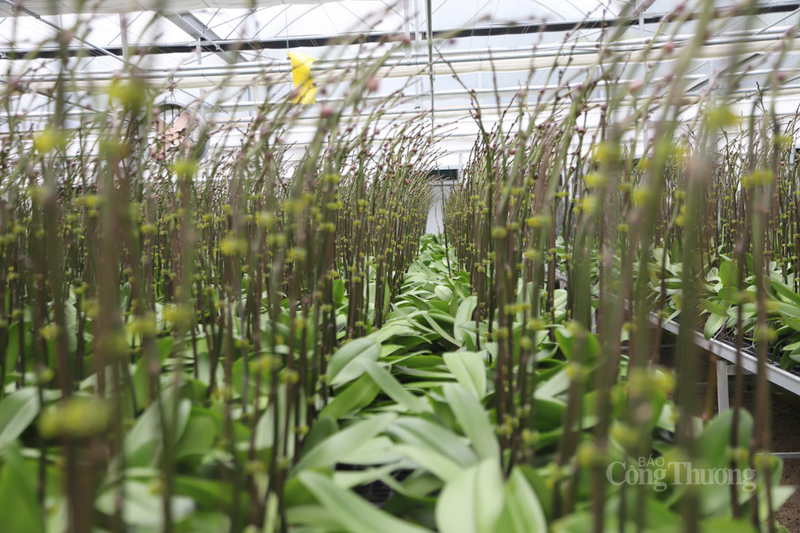 Với quy trình chăm sóc nghiêm ngặt và áp dụng công nghệ hiện đại, hàng vạn gốc lan hồ điệp đã sẵn sàng chinh phục thị trường Tết Bính Ngọ.