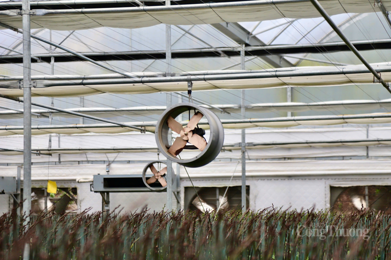 Ngắm vườn lan hồ điệp 6 vạn gốc trồng bằng công nghệ cao ở Hà Tĩnh - 7