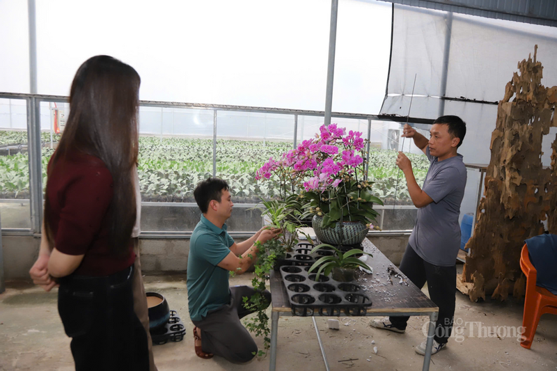 Không chỉ đáp ứng nhu cầu trưng bày, biếu tặng, những chậu hoa chất lượng cao còn góp phần nâng tầm giá trị sản phẩm hoa địa phương, khẳng định uy tín của đơn vị trên thị trường trong và ngoài tỉnh.